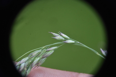 Vahlodea atropurpurea