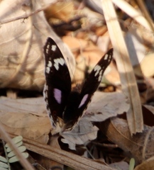 Junonia oenone oenone