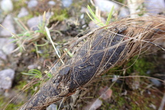 Cervus elaphus