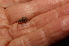 Leptopius tetraphysodes