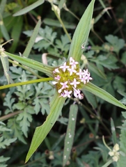 Crusea hispida