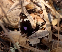 Junonia oenone oenone