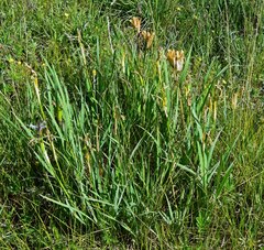 Iris missouriensis