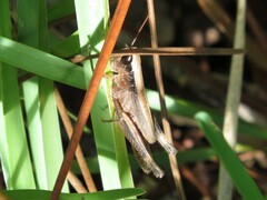 Dichromorpha elegans