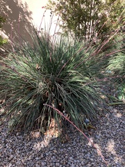Hesperaloe