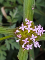 Crusea hispida