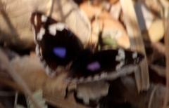 Junonia oenone oenone