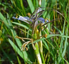 Iris missouriensis