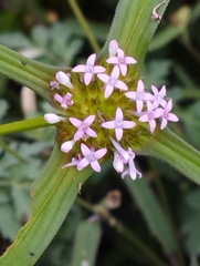 Crusea hispida