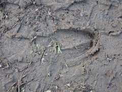 Odocoileus hemionus columbianus