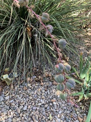 Hesperaloe