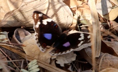 Junonia oenone oenone
