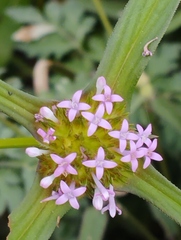 Crusea hispida