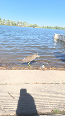 Nycticorax nycticorax
