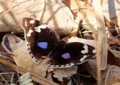 Junonia oenone oenone