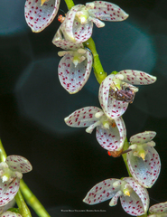Pleurothallis colossus