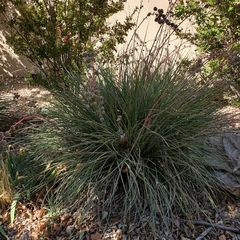 Hesperaloe