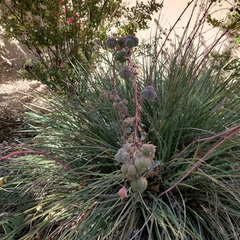 Hesperaloe