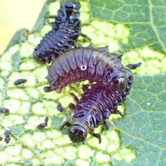 Plagiodera versicolora