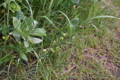 Potentilla pensylvanica