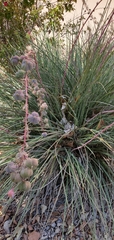 Hesperaloe