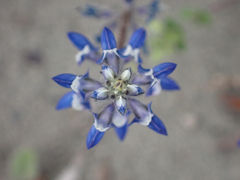 Lupinus bicolor