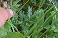 Potentilla pensylvanica