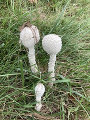 Saproamanita thiersii