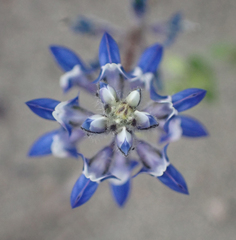 Lupinus bicolor