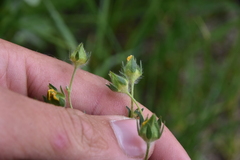 Potentilla pensylvanica