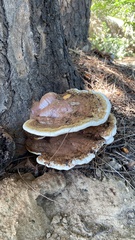 Ganoderma polychromum