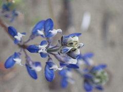 Lupinus bicolor