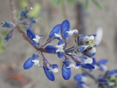 Lupinus bicolor