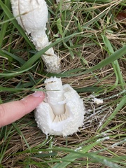 Saproamanita thiersii