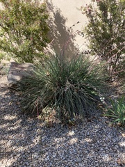 Hesperaloe