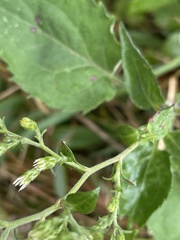 Symphyotrichum drummondii