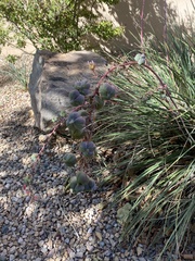 Hesperaloe