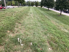 Saproamanita thiersii