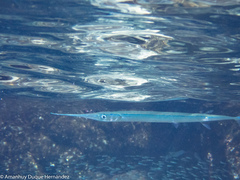 Platybelone argalus