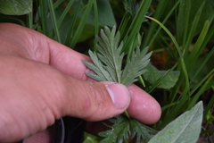Potentilla pensylvanica