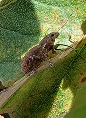Pantomorus cervinus