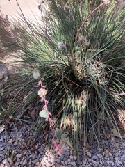 Hesperaloe