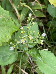 Symphyotrichum drummondii