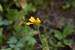 Arnica mollis
