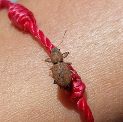 Pantomorus cervinus