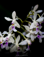 Epidendrum endresii