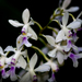 Epidendrum endresii - Photo (c) Walter Bello Villalobos, algunos derechos reservados (CC BY-NC), subido por Walter Bello Villalobos
