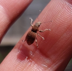Pantomorus cervinus