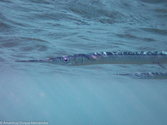 Platybelone argalus