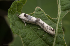 Antaeotricha